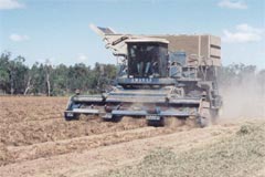 6. When the peanut plants have dried out enough, the peanuts are shaken off the dried bushes with a thresher