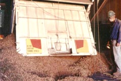 7. The peanuts are then taken by truck to the Peanut Company of Australia factory in Kingaroy for processing